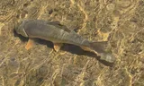 Silver Redhorse, photographed in Québec