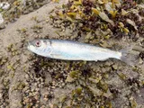 Pacific Herring, photographed in British Columbia