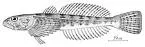 Slender Sculpin, photographed in Oregon