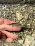 Fallfish, photographed in Maine