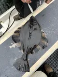 Starry Flounder, photographed in British Columbia