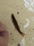 Sawcheek Darter, photographed in South Carolina