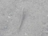 Iowa Darter, photographed in Michigan
