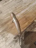Highfin Goby, photographed in Rio Grande do Sul