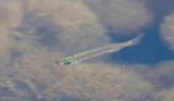 Russetfin Topminnow, photographed in Florida
