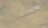 Bayou Killifish, photographed in Texas