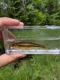 Finescale Dace, photographed in Ontario