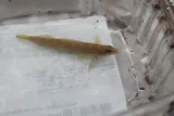Coppercheek Darter, photographed in Tennessee