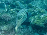 Striped Puffer, photographed in Taiwan