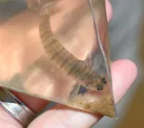 Gulf Logperch, photographed in Mississippi