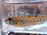Speckled Darter, photographed in Alabama