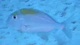 Saucereye Porgy, photographed in Biminis