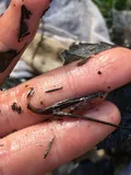 Swampfish, photographed in North Carolina