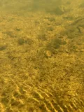 River Goby, photographed in Florida