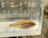 Bantam Sunfish, photographed in Arkansas