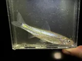River Shiner, photographed in Tennessee