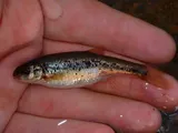 Allegheny Pearl Dace, photographed in Pennsylvania