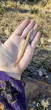 Least Brook Lamprey, photographed in Mississippi