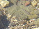 Southern Redbelly Dace, photographed in Missouri