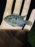 Black Acara, photographed in Florida