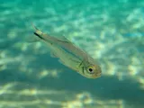 Mexican Tetra, photographed in Texas