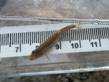 Longnose Dace, photographed in British Columbia