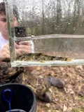 Northern Hog Sucker, photographed in Alabama