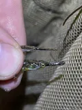 Chain Pipefish, photographed in North Carolina