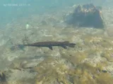 Spotted Gar, photographed in Florida