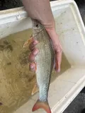 Smallmouth Redhorse, photographed in Ohio