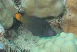 Lacefin Filefish, photographed in Hawaii