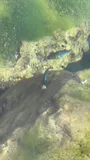 Amargosa Pupfish, photographed in Nevada