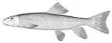 Bluehead Sucker, photographed in Washington