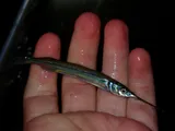 American Halfbeak, photographed in New Jersey