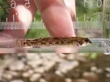 Riverweed Darter, photographed in Virginia