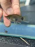 Southern Platyfish, photographed in Florida