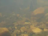Largescale Stoneroller, photographed in Georgia
