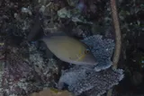 Sufflamen bursa, photographed in Maluku