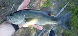 Largemouth Bass, photographed in Florida