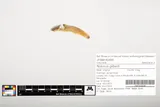 Orangefin Madtom, photographed in Virginia