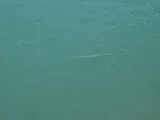 Atlantic Needlefish, photographed in Florida