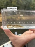 Rock Darter, photographed in Alabama