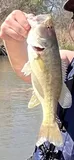 Guadalupe Bass, photographed in Texas