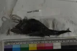 Threadfin Goosefish