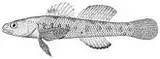 Barcheek Darter, photographed in Tennessee