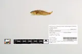 Shorthead Sculpin, photographed in Oregon