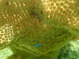 Neon Goby, photographed in Florida
