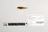 Reticulate Sculpin, photographed in Oregon