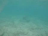 Hawaiian Ladyfish, photographed in Hawaii