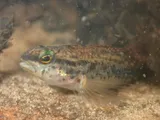 Brown Darter, photographed in Georgia